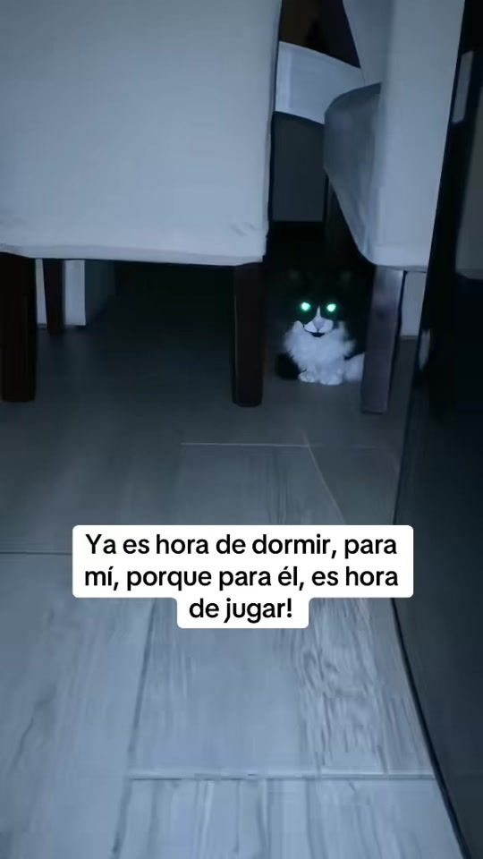 TikTok video thumbnail by tommycatlover