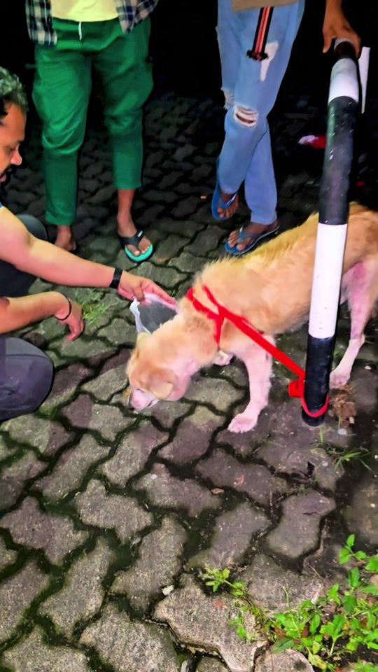 TikTok video thumbnail by pet_talk