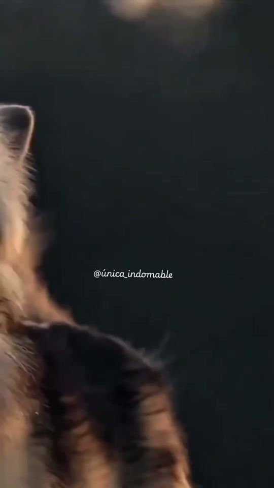 TikTok video thumbnail by unica_indomable