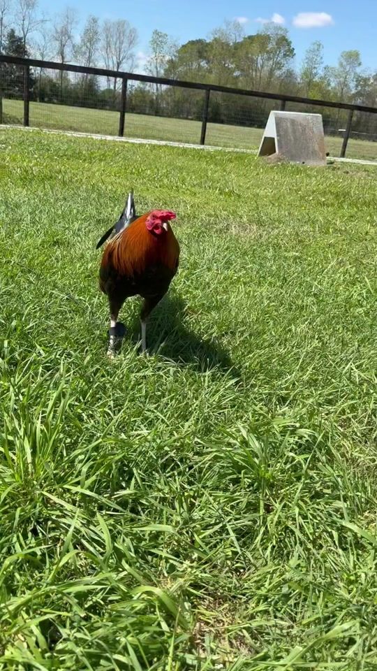 TikTok video thumbnail by greenjeanfarms