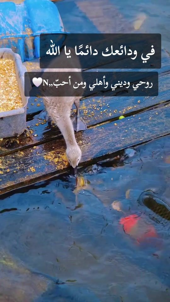 TikTok video thumbnail by ...nareen1