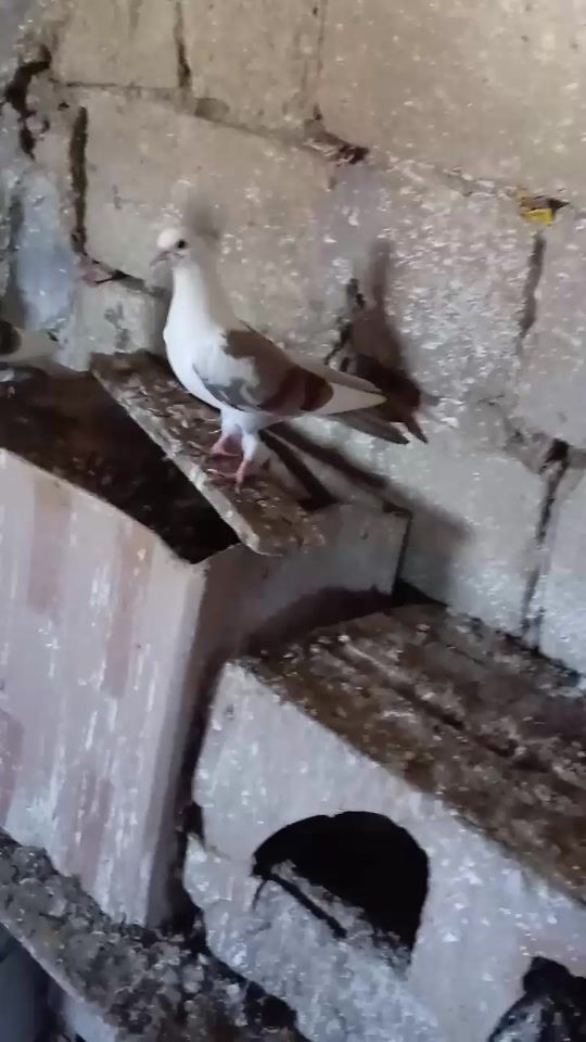 TikTok video thumbnail by telman_zeynalovv