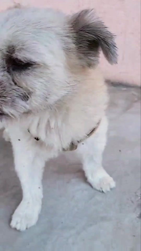 TikTok video thumbnail by evercarcamo1