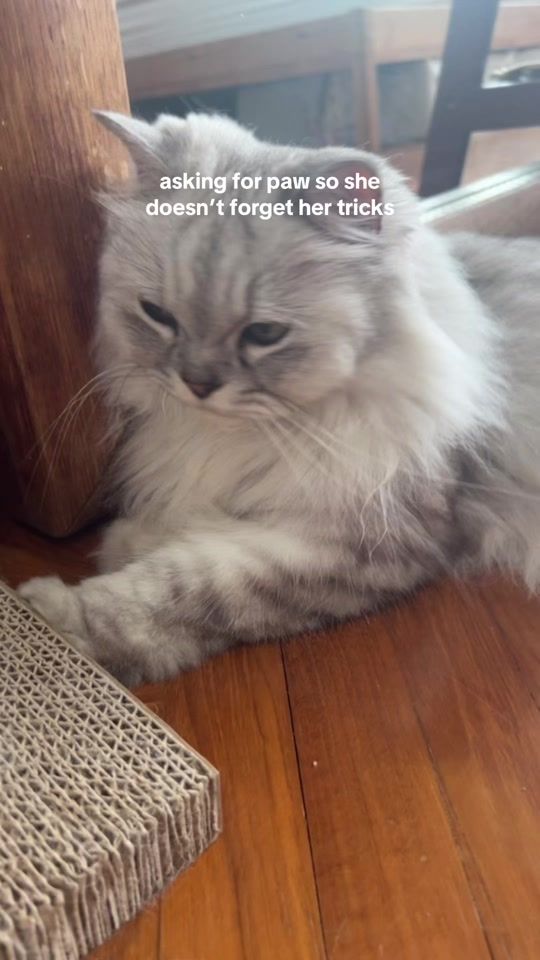 TikTok video thumbnail by thekittycat.jpeg