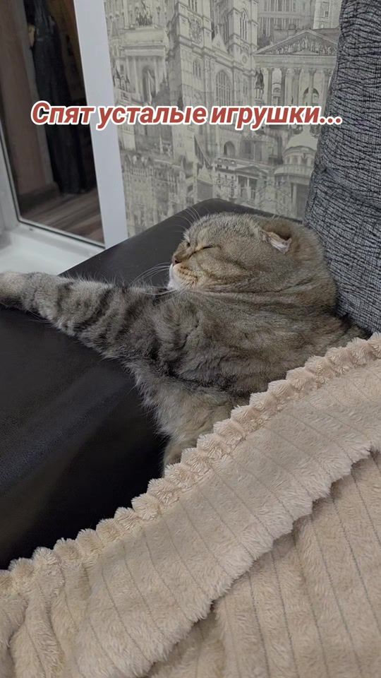 TikTok video thumbnail by platon_scottishcat