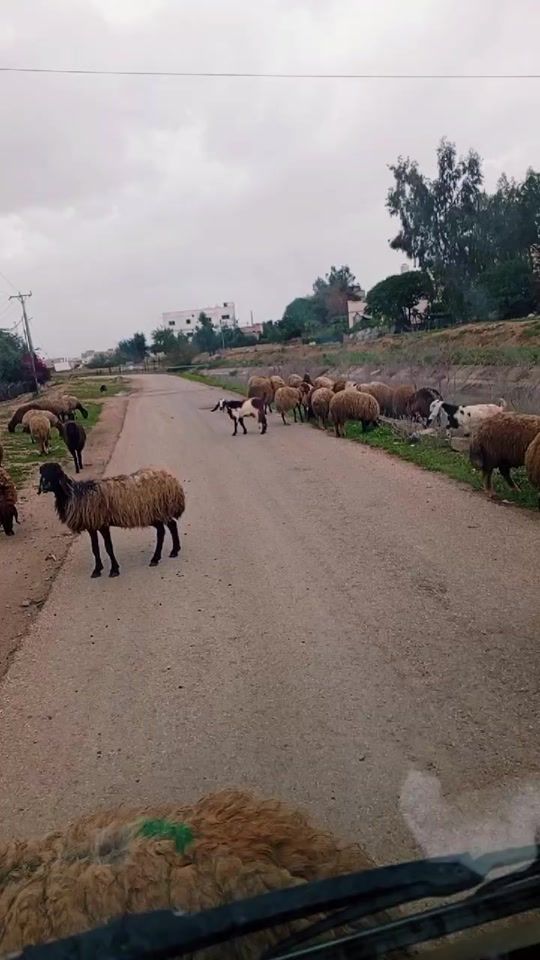 TikTok video thumbnail by hamzaalbasndi