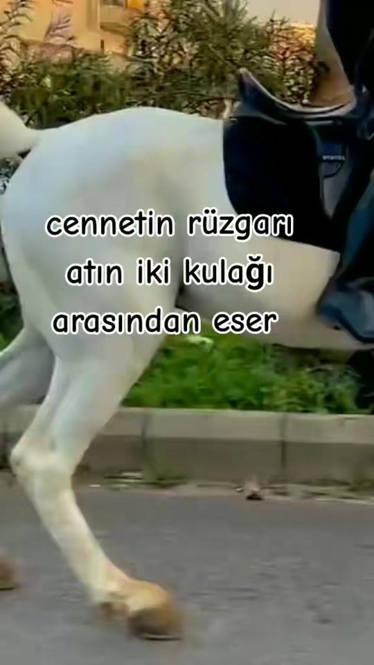 TikTok video thumbnail by cesim.41
