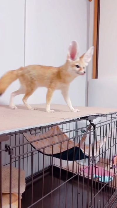 TikTok video thumbnail by fennecfox_maron