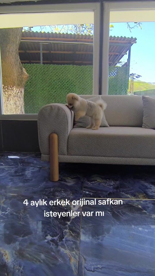 TikTok video thumbnail by pom.padell