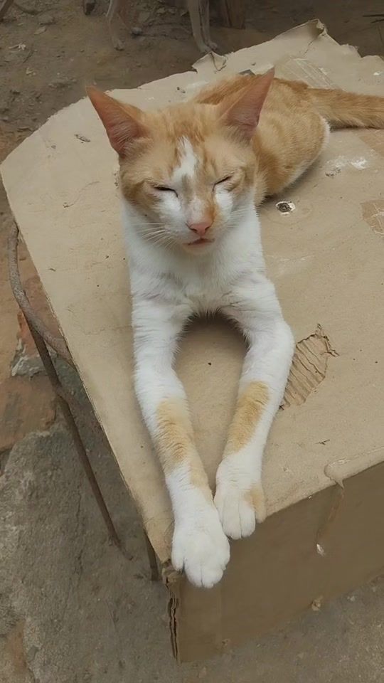 TikTok video thumbnail by alidamejia583