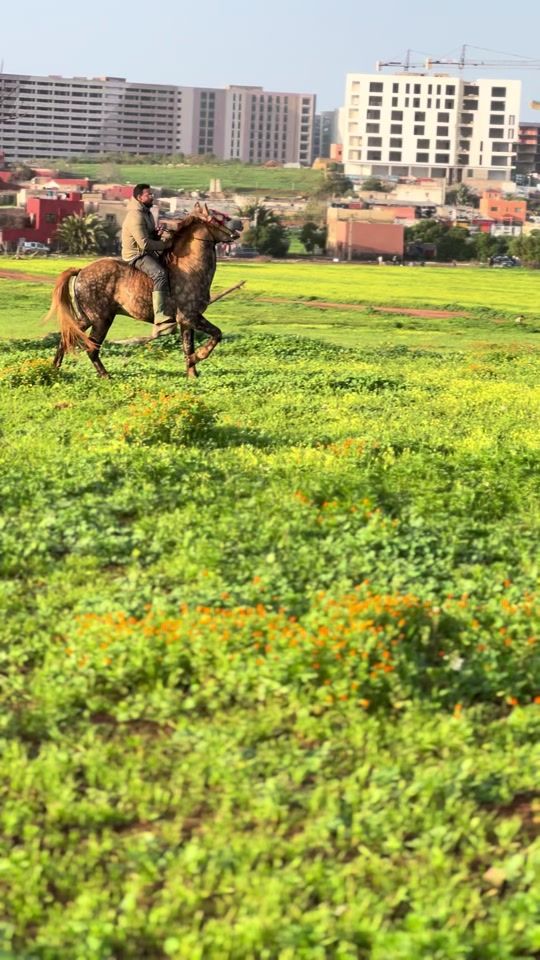TikTok video thumbnail by k9princemalinois