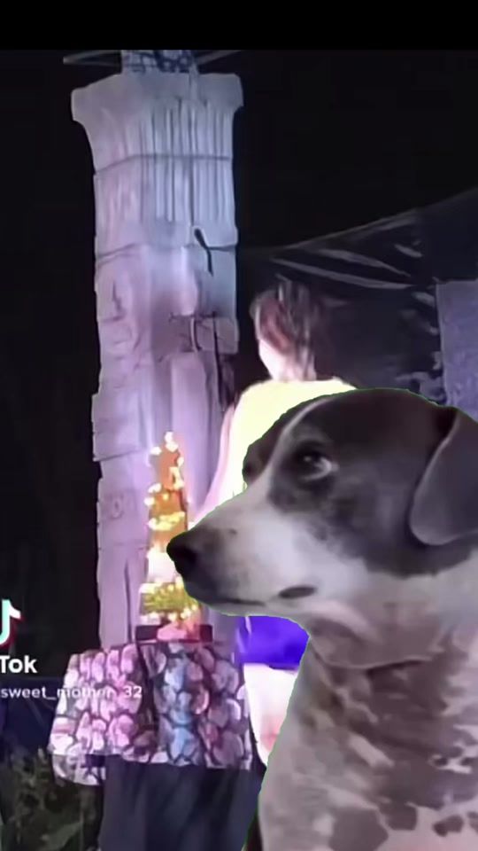 TikTok video thumbnail by sweet_donkey_32