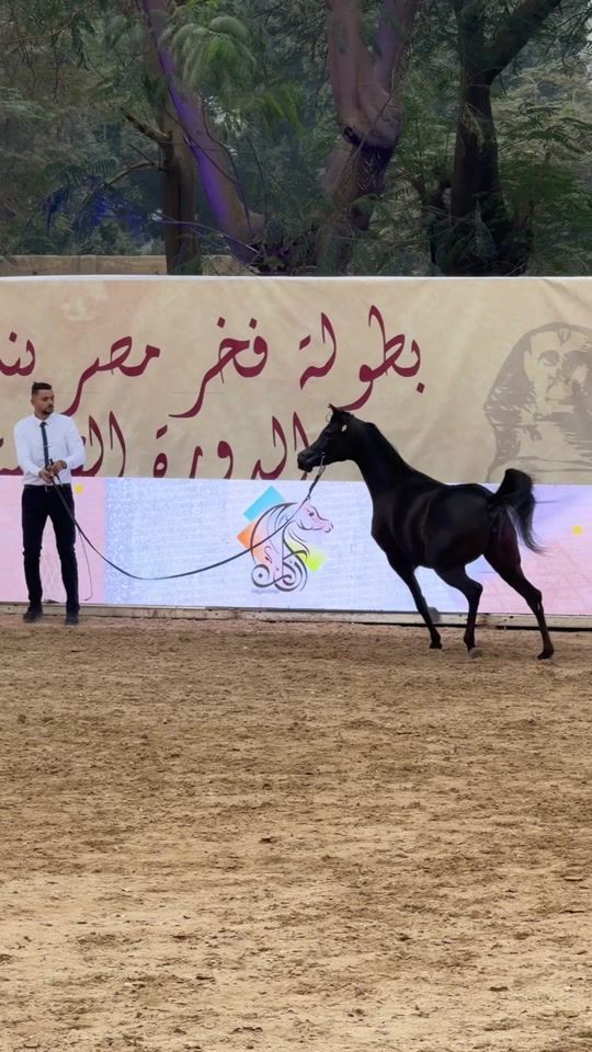 TikTok video thumbnail by horse_tent