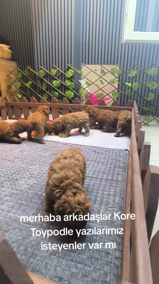 TikTok video thumbnail by pom.padell