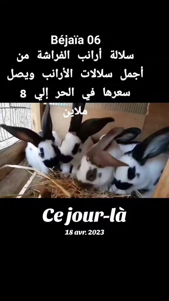 TikTok video thumbnail by da9vaylidamazighda