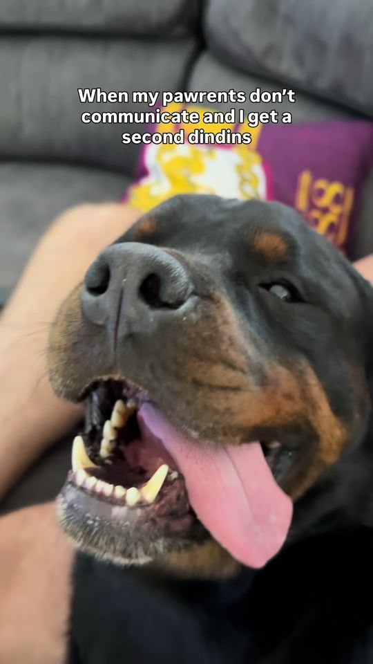TikTok video thumbnail by rottweilerbeau
