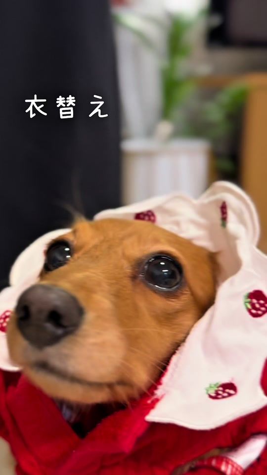 TikTok video thumbnail by niko_mochi1