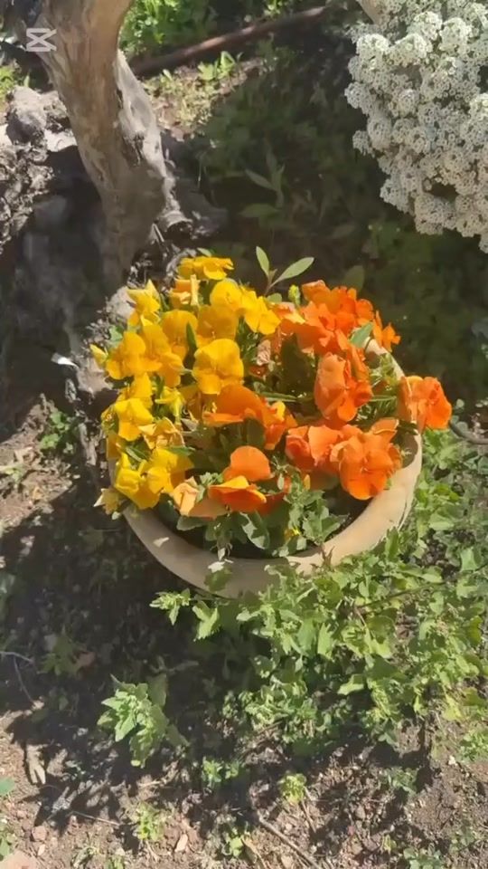 TikTok video thumbnail by mona_al_mokadem