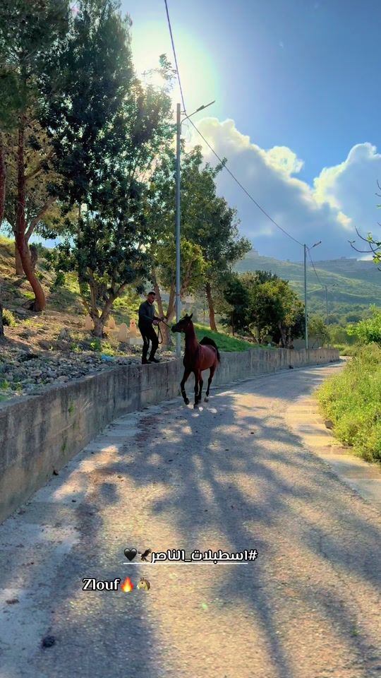 TikTok video thumbnail by .al.nasser.stables_