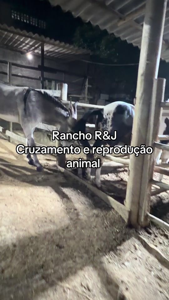 TikTok video thumbnail by preto_pinto