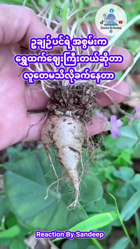 TikTok video thumbnail by reaction.by.sandeep