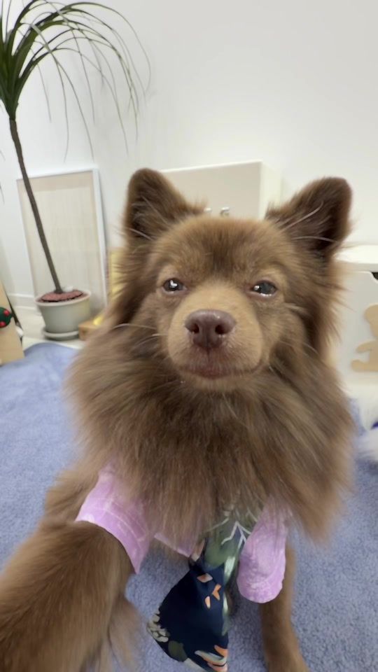 TikTok video thumbnail by hongsnow
