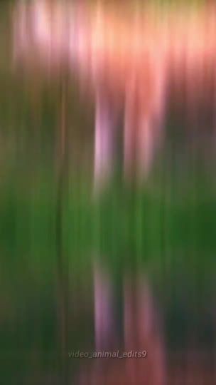 TikTok video thumbnail by video_animal_edits9