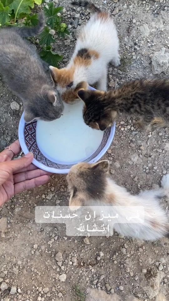 TikTok video thumbnail by .samar872