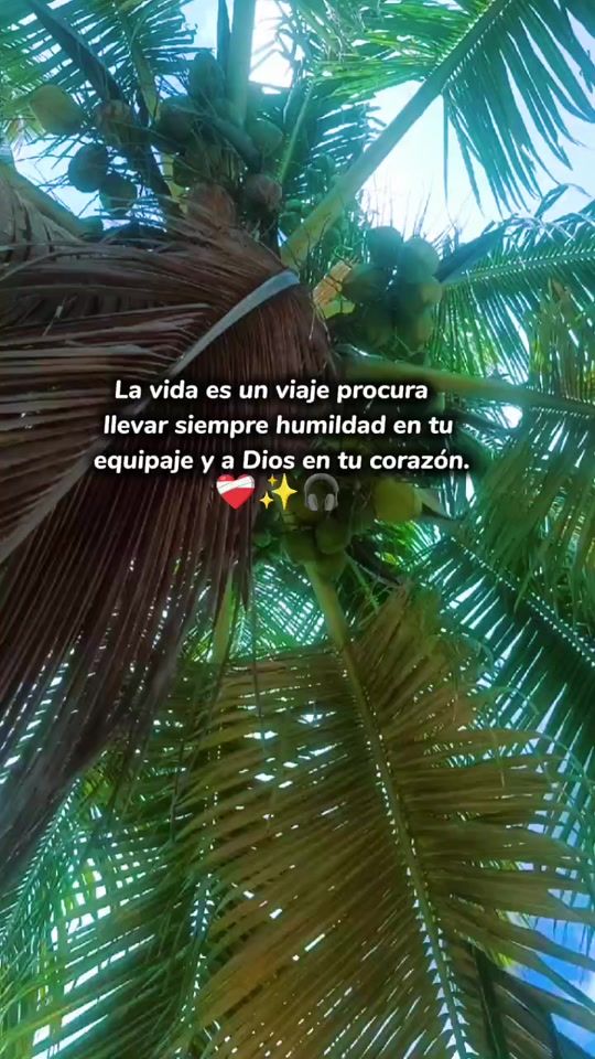 TikTok video thumbnail by trasportejava