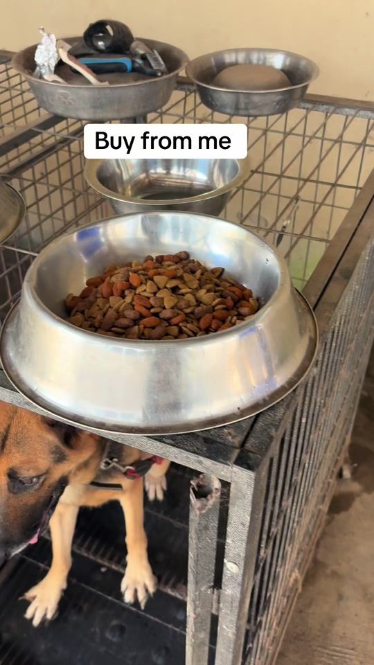 TikTok video thumbnail by dognaire
