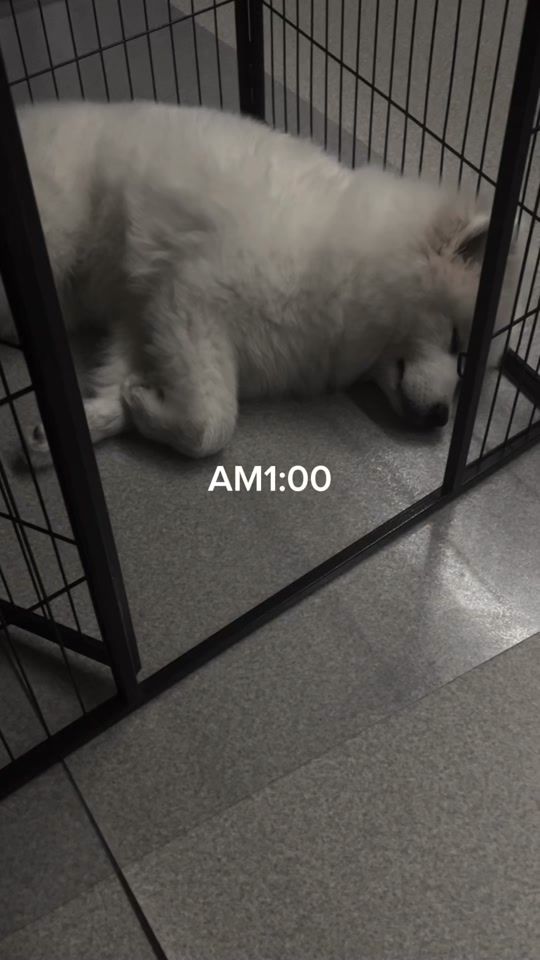 TikTok video thumbnail by shake_gui