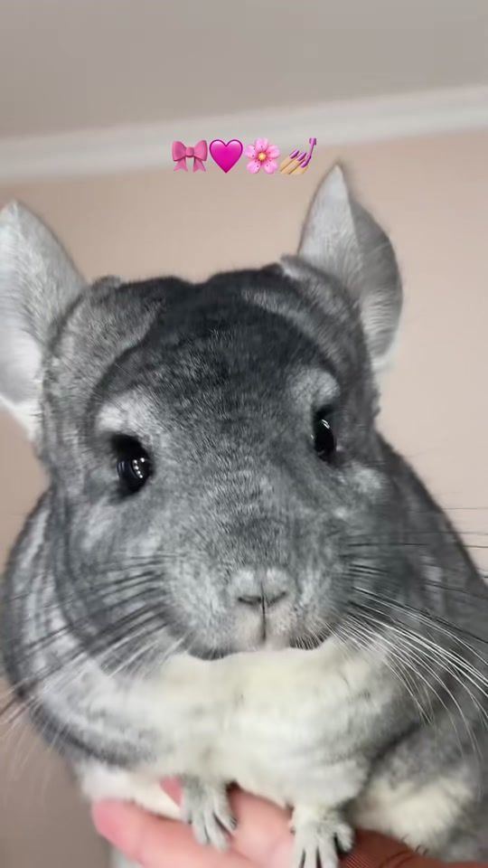 TikTok video thumbnail by shushenbka