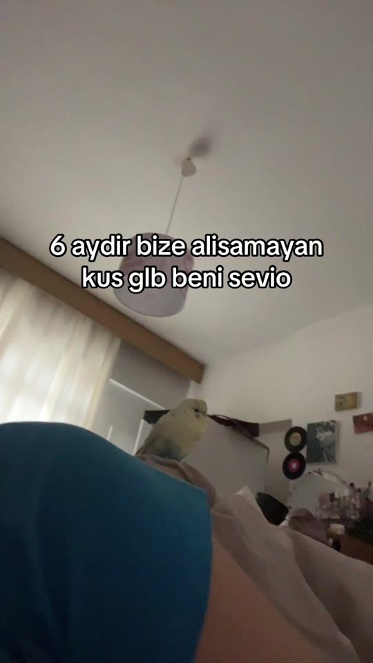 TikTok video thumbnail by cenazepiidesi