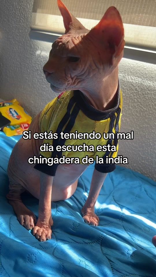 TikTok video thumbnail by don_esfinge