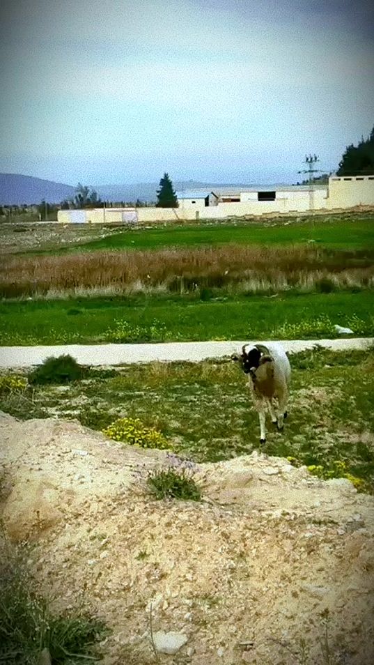 TikTok video thumbnail by mahdiidoudi0