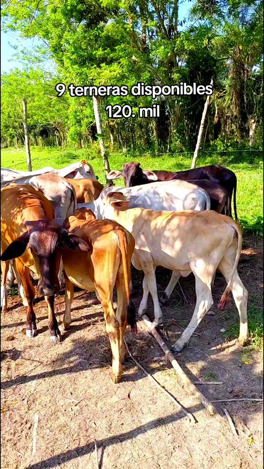 TikTok video thumbnail by finca.la.fortuna20