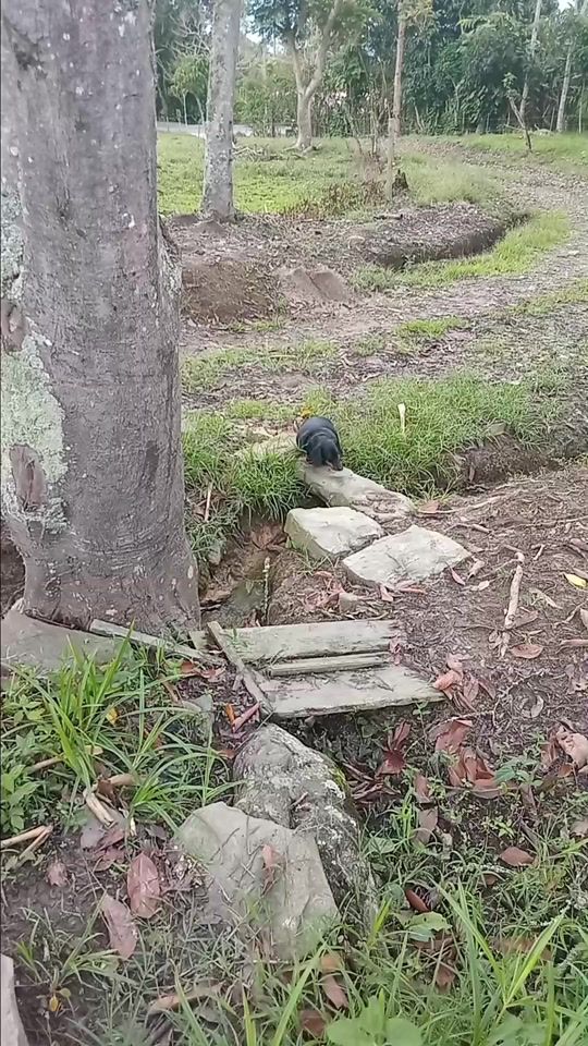 TikTok video thumbnail by cedielcamp