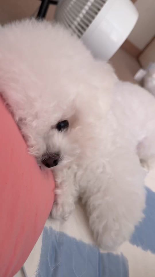 TikTok video thumbnail by ming9__mini