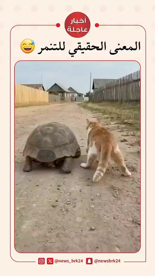 TikTok video thumbnail by news_brk24