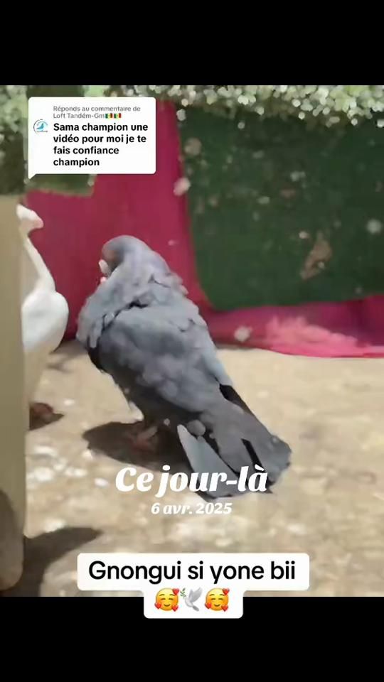 TikTok video thumbnail by elhadjndnoye