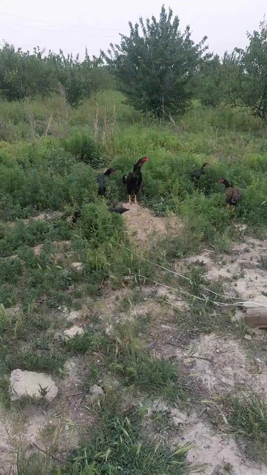 TikTok video thumbnail by user454490145525