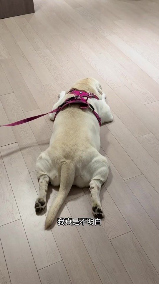 TikTok video thumbnail by tiechui_baba