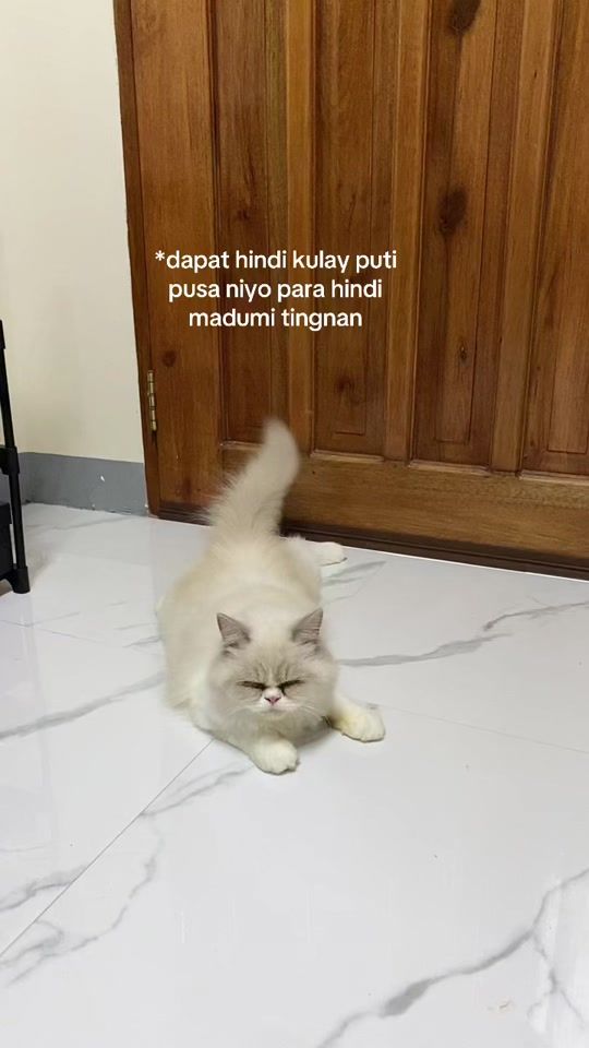TikTok video thumbnail by _leneeeeeee