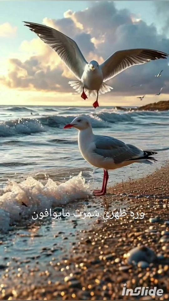 TikTok video thumbnail by ko20026kl