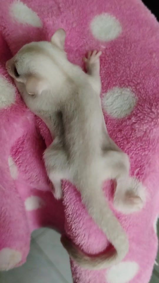 TikTok video thumbnail by mrssindymrssindy