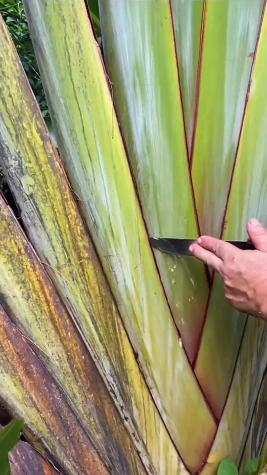 TikTok video thumbnail by _facts23