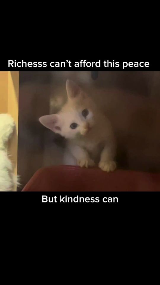 TikTok video thumbnail by sohkhan1