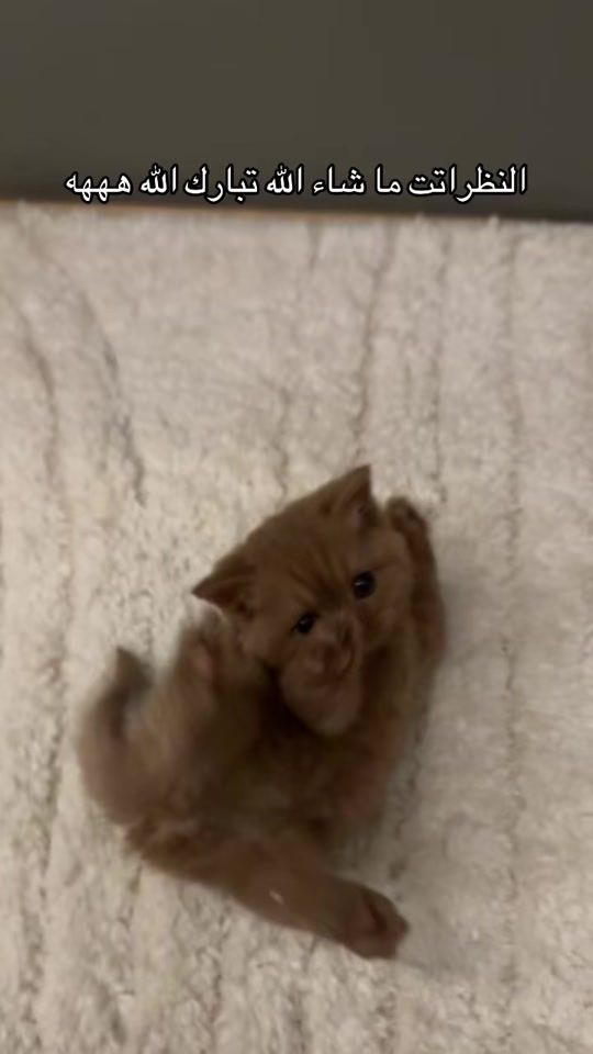 TikTok video thumbnail by bllcrr
