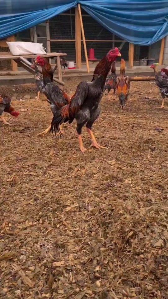 TikTok video thumbnail by 97.811.30.40