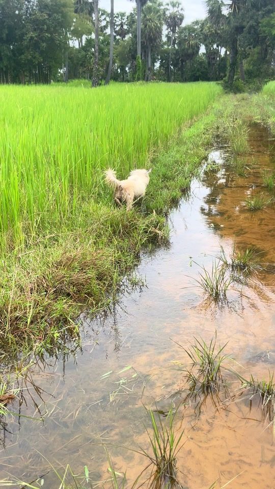 TikTok video thumbnail by trourn